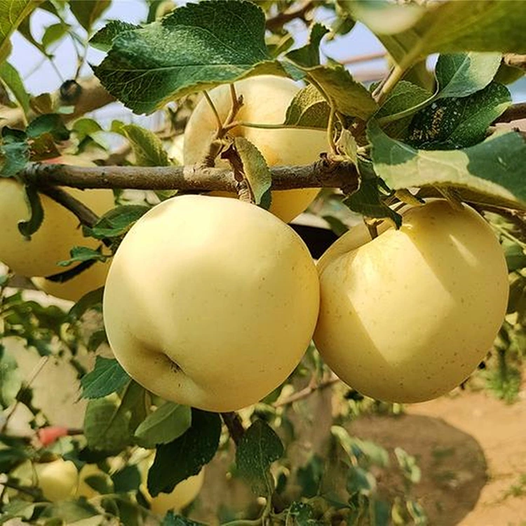 Svježe jabuke Golden Delicious