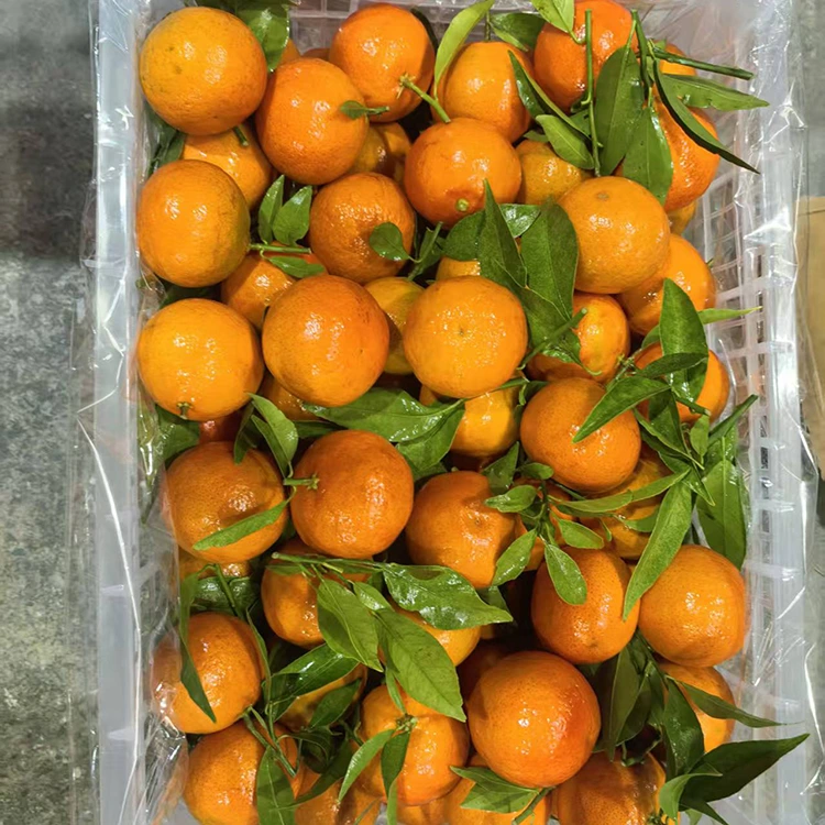 Svježa mashui mandarina