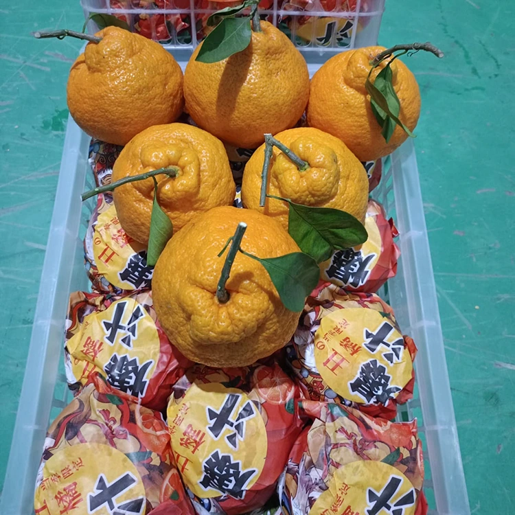 Svježa Shiranui Mandarina