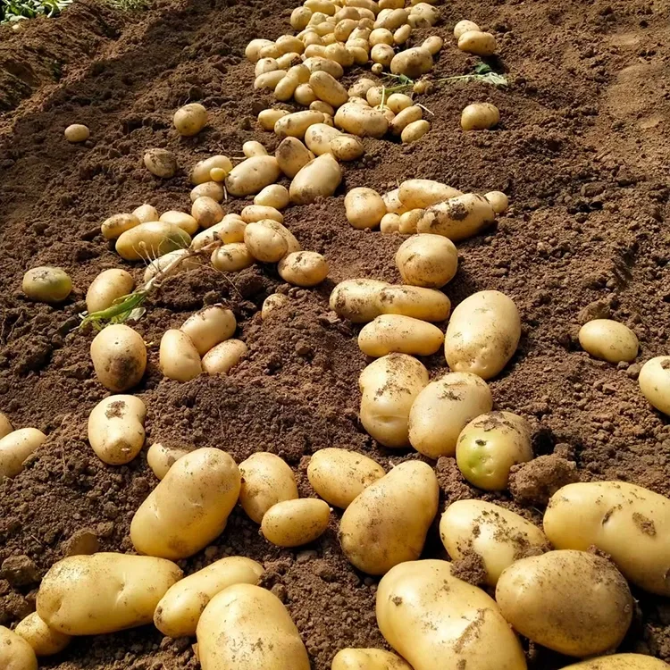 Firm Fresh Potatoes