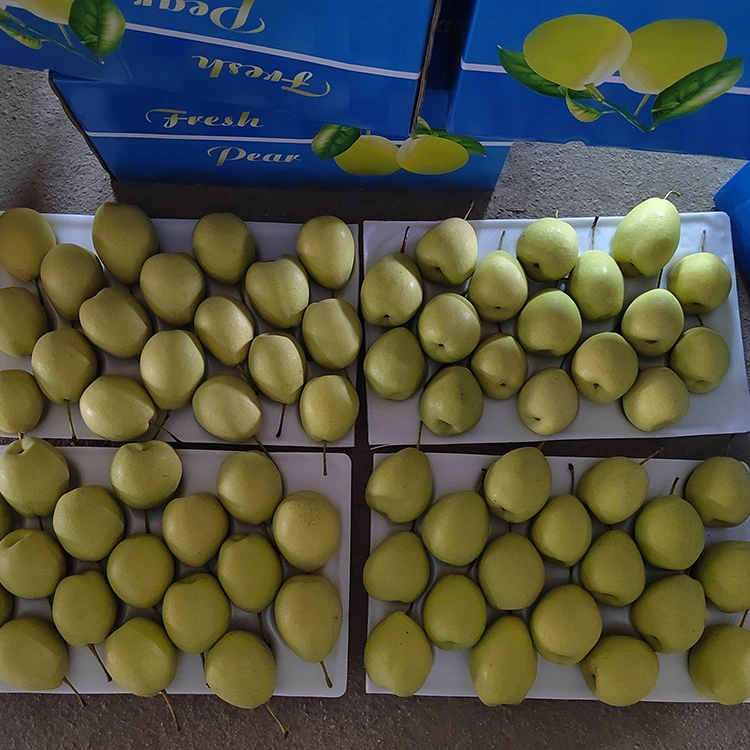Prirodno slatke Shandong kruške
