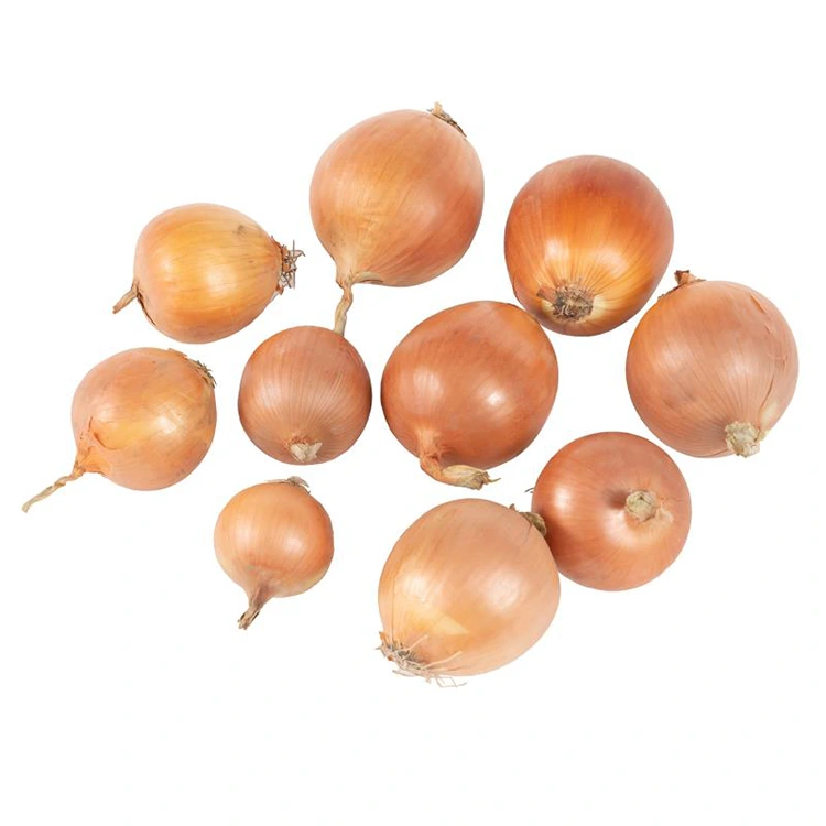 Premium svježi žuti luk