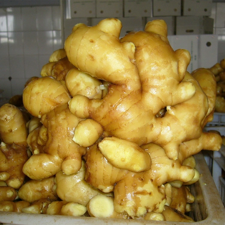 Pikantni svježi aromatični đumbir